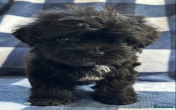 Maltipoo dogs for sale: Stunning Maltipoo Puppies ⭐️ DNA Tested ⭐️ - Image 23