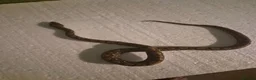 Boa Snake reptiles for sale: Young Brazillian Rainbow Boa - Advert 8