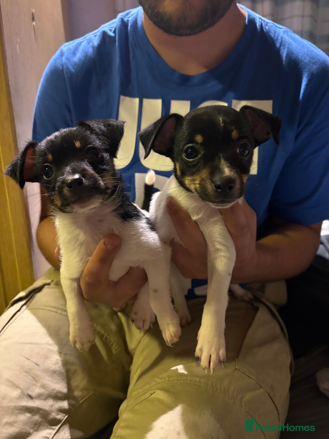 Jack Russell puppies for sale in Norwich Pets4Homes