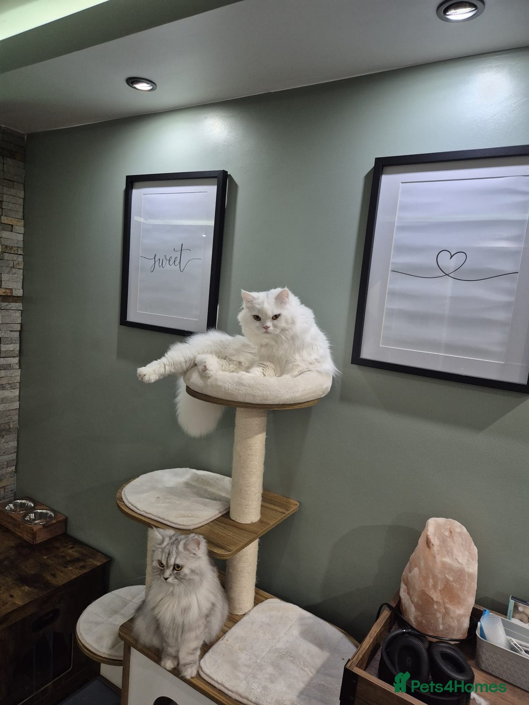 Persian cats for sale: Chinchilla Persian kittens - Advert 12