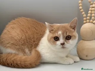 British Shorthair cats PEDIGREE REGISTERED CHUNKY BRITISH SHORTHAIRS - Advert 6