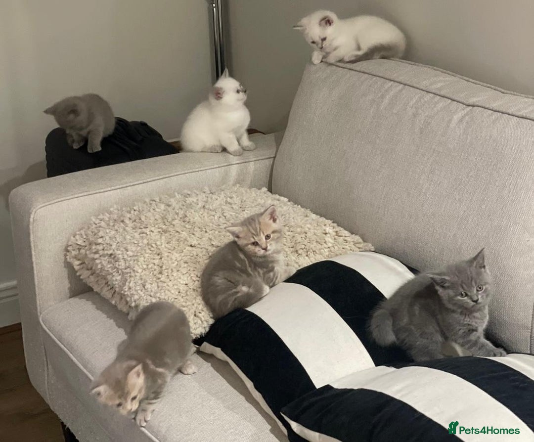 Mixed Breed cats for sale: 6 beautiful kittens ready for their new homes. - Image 1