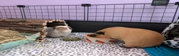 Guinea Pig rodents for sale: 2 Guinea Pigs and full set up - Advert 3