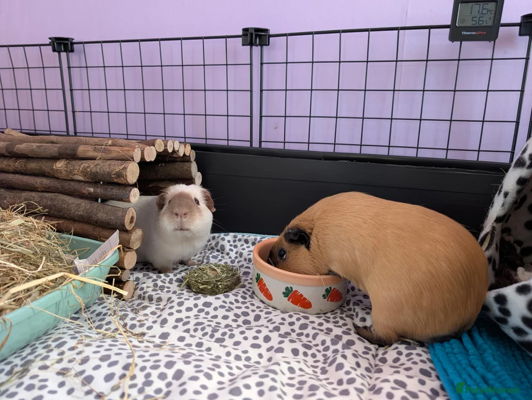 Guinea Pig rodents for sale: 2 Guinea Pigs and full set up - Advert 3