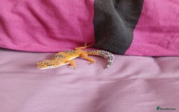 Leopard Gecko reptiles for sale: Baby's leopard geckos  in Rochester - Image 11