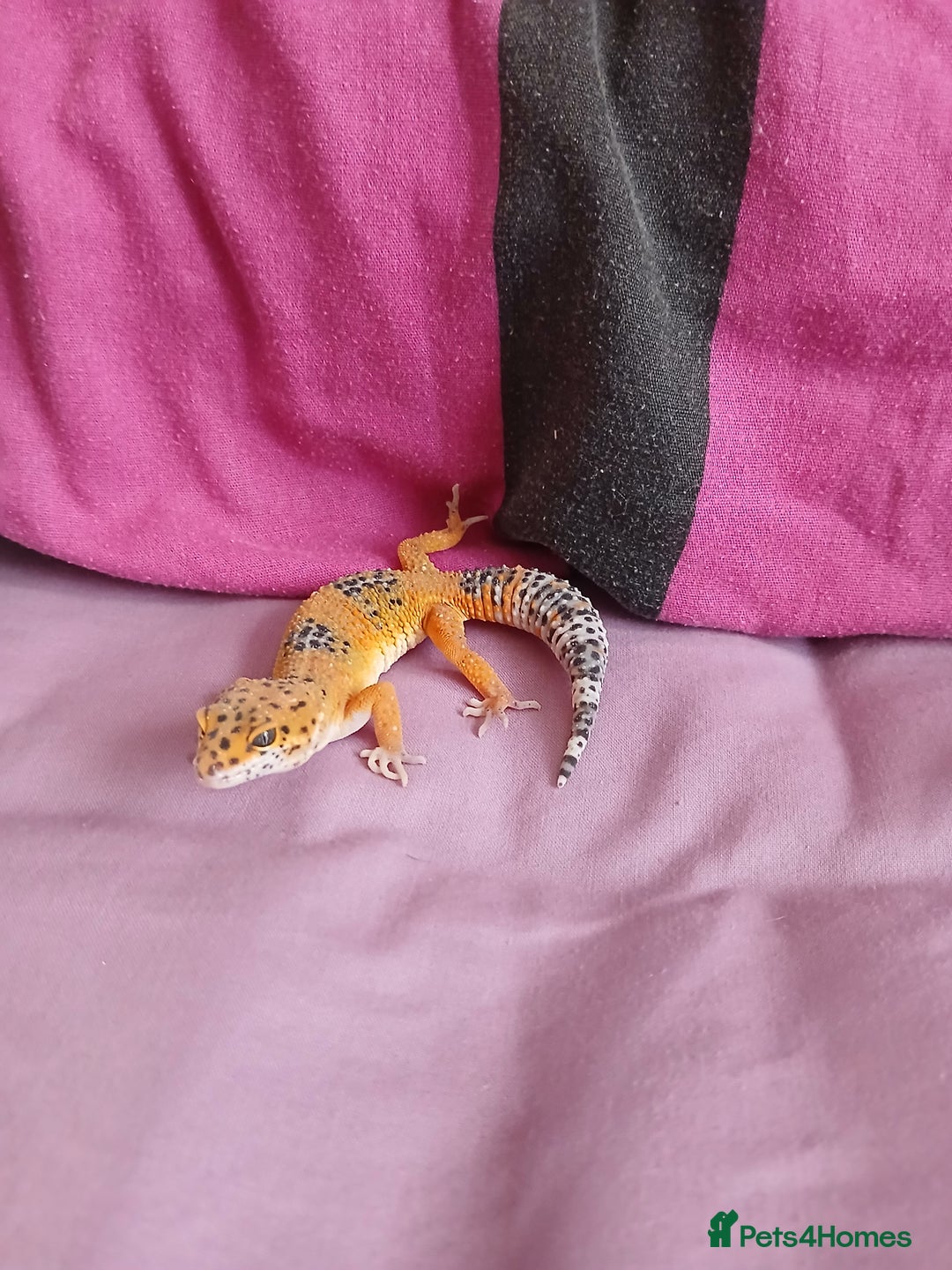 Leopard Gecko reptiles for sale: Baby's leopard geckos  in Rochester - Image 11
