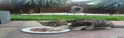 Mixed Breed cats for sale: stray kittens - Advert 2