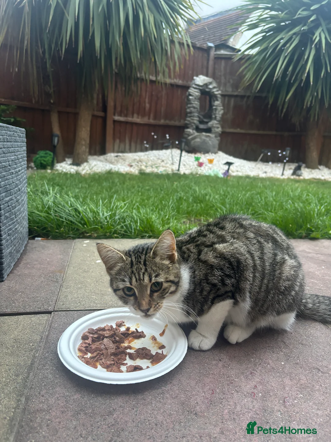 Mixed Breed cats for sale: stray kittens - Advert 2