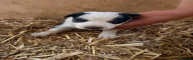Border Collie 3