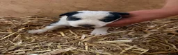 Border Collie dogs for sale: Beautiful Tri-coloured&Black&white collie puppies  - Advert 6