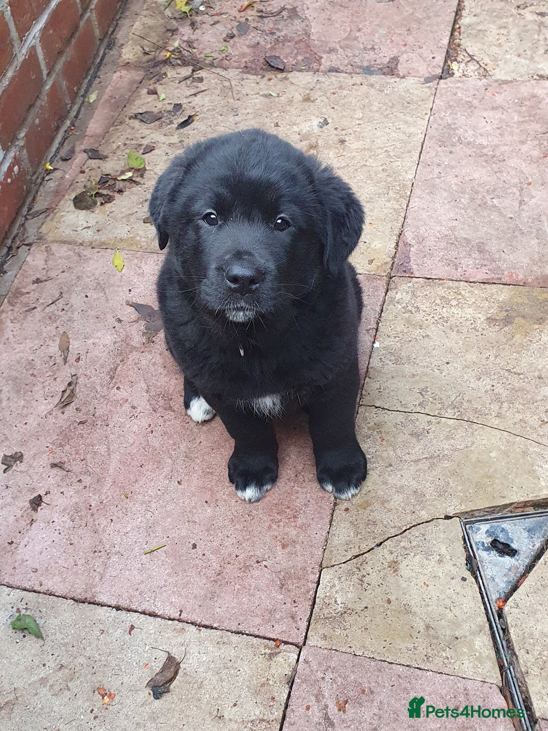 Mixed Breed dogs for sale: Akita and Golden retriever mix - Advert 13