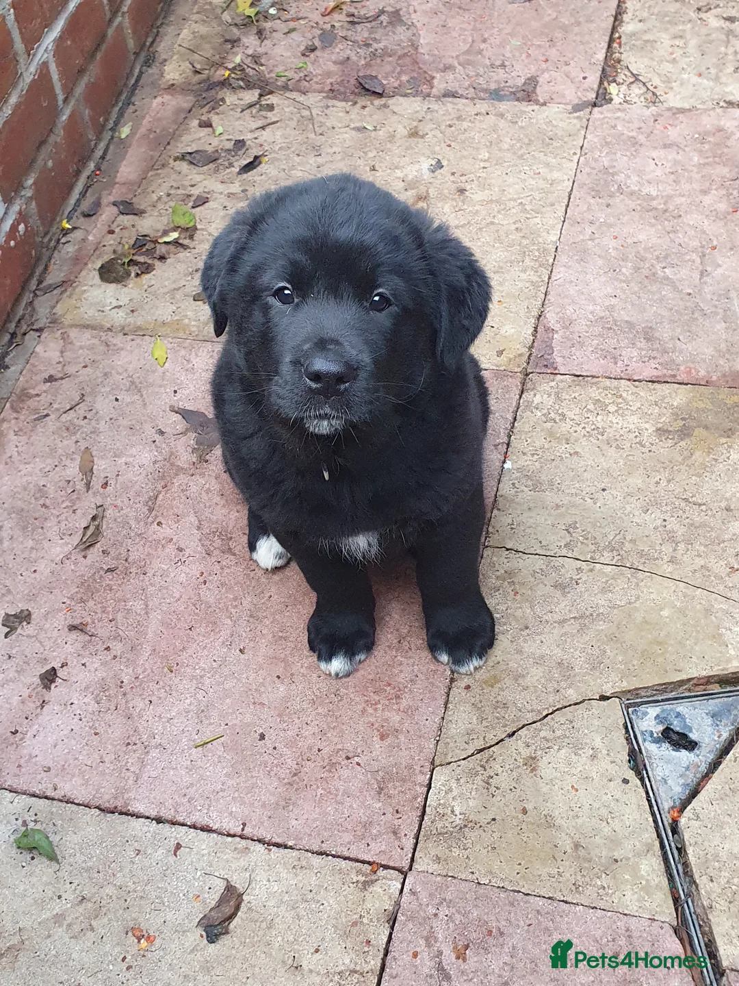 Mixed Breed dogs for sale: Akita and Golden retriever mix - Advert 16