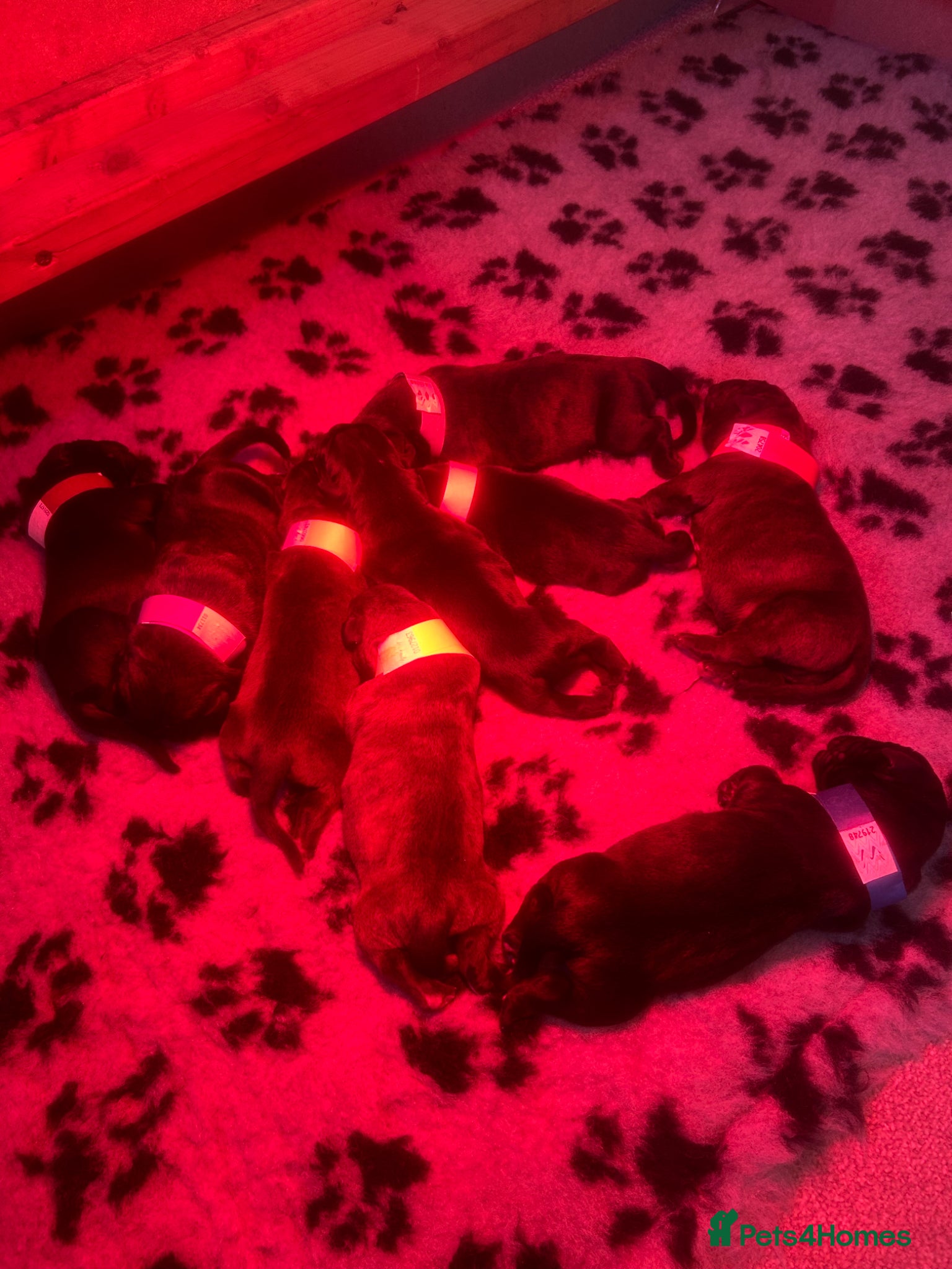 Mixed Breed dogs Cane Corso x Dogue de Bordeux stunning litter of 9 - Advert 2