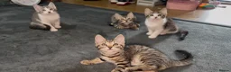 Mixed Breed cats for sale: Beautiful Bengal x Domestic Short Hair Kittens 🐾 - Advert 2