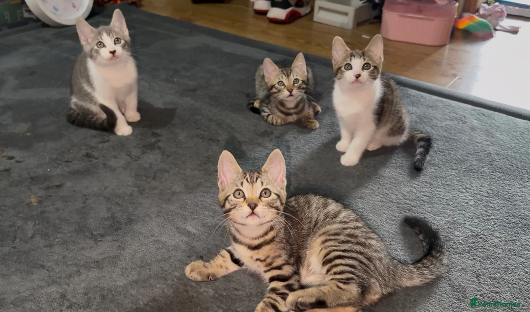 Mixed Breed cats for sale: Beautiful Bengal x Domestic Short Hair Kittens 🐾 - Advert 2