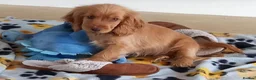 Cocker Spaniel dogs for sale: Last Show Cocker Girl Ready Now  - Advert 5