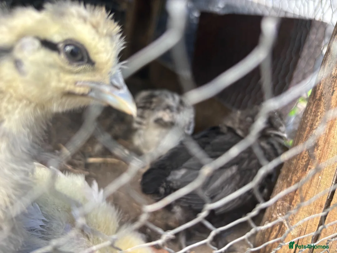 Chickens poultry for sale: Day old chicks and growers 🥰 - Advert 2