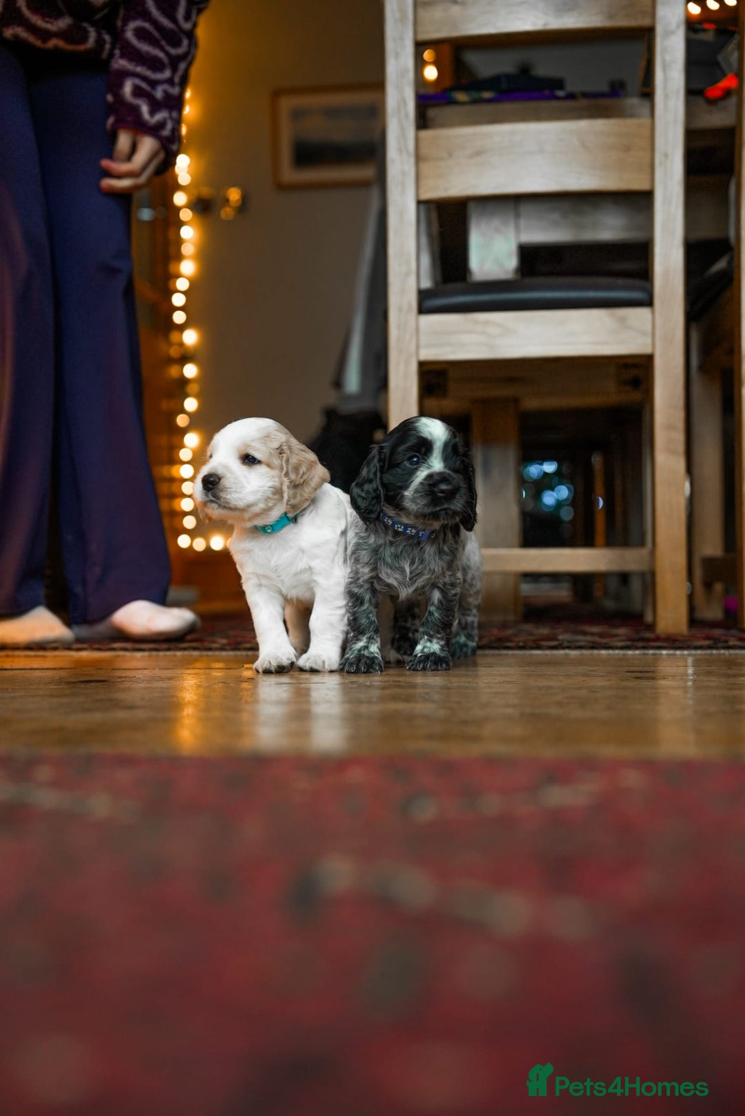 Cocker Spaniel dogs for sale: KC Registered Working Cocker Spaniel Puppies  - Advert 12