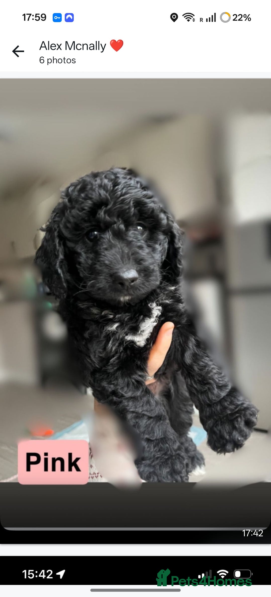 Cockapoo dogs for sale: F1b Cockapoo Puppies Last 3 Available – Ready Now. - Advert 6