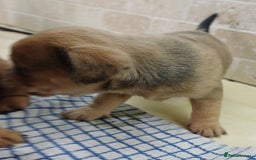 Mixed Breed dogs for sale: Pug x dachshund  ( Daug?) - Image 12