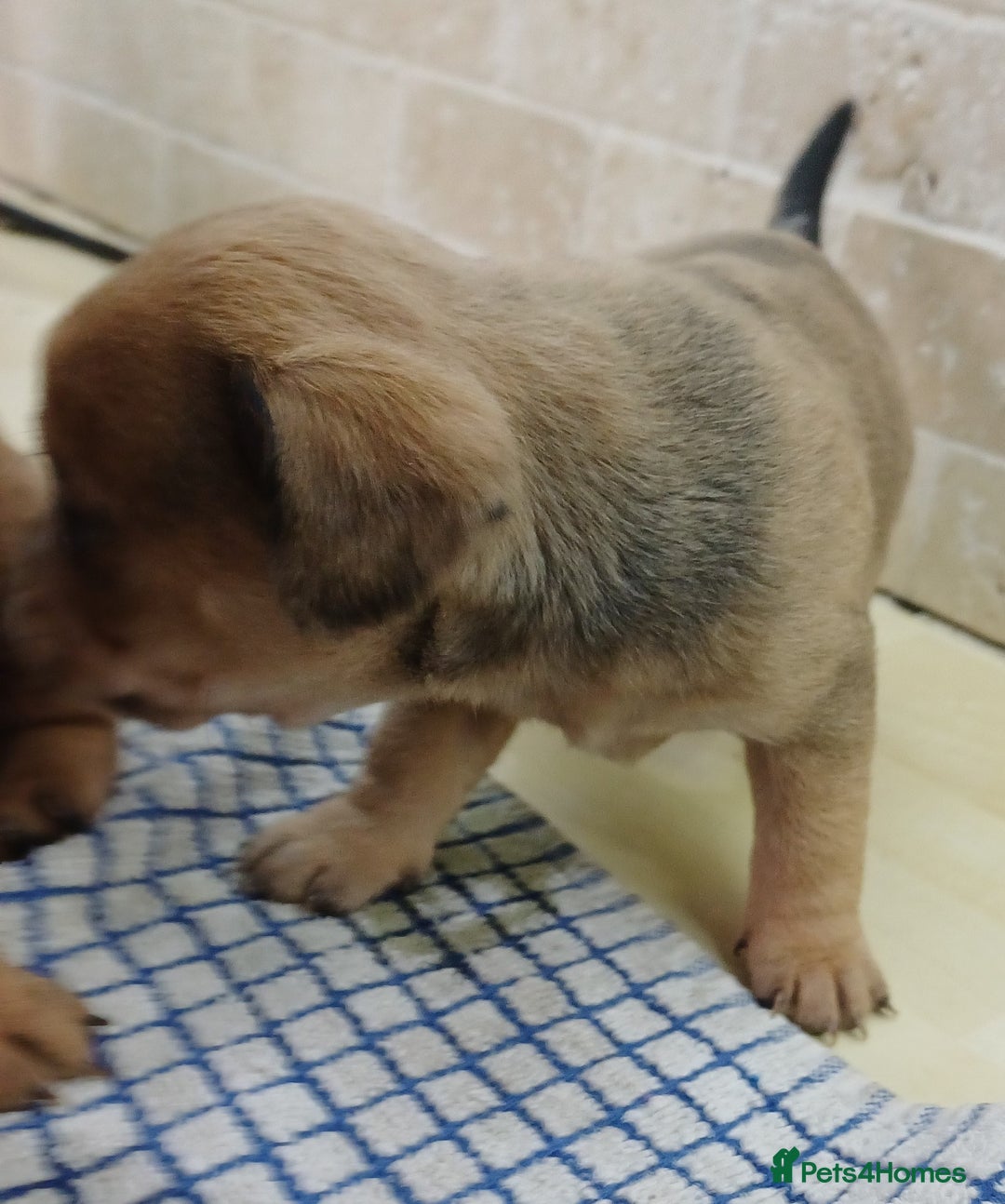 Mixed Breed dogs for sale: Pug x dachshund  ( Daug?) - Image 12