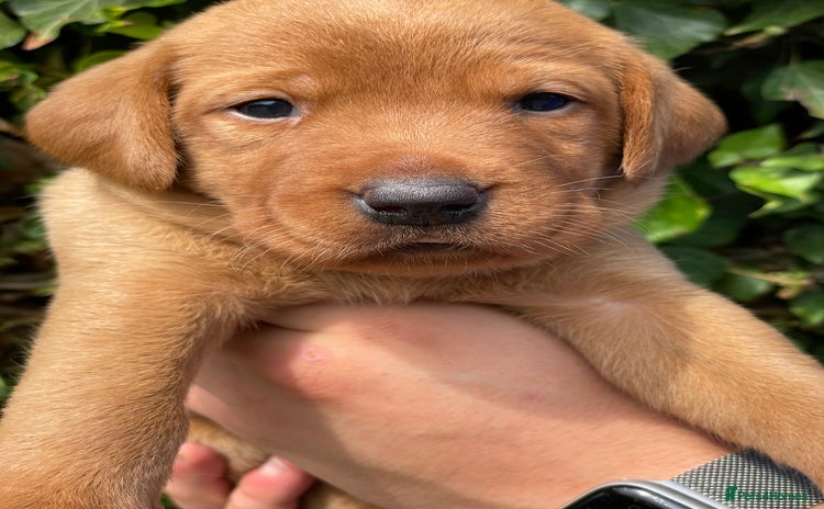 Labrador Retriever dogs - Advert 6