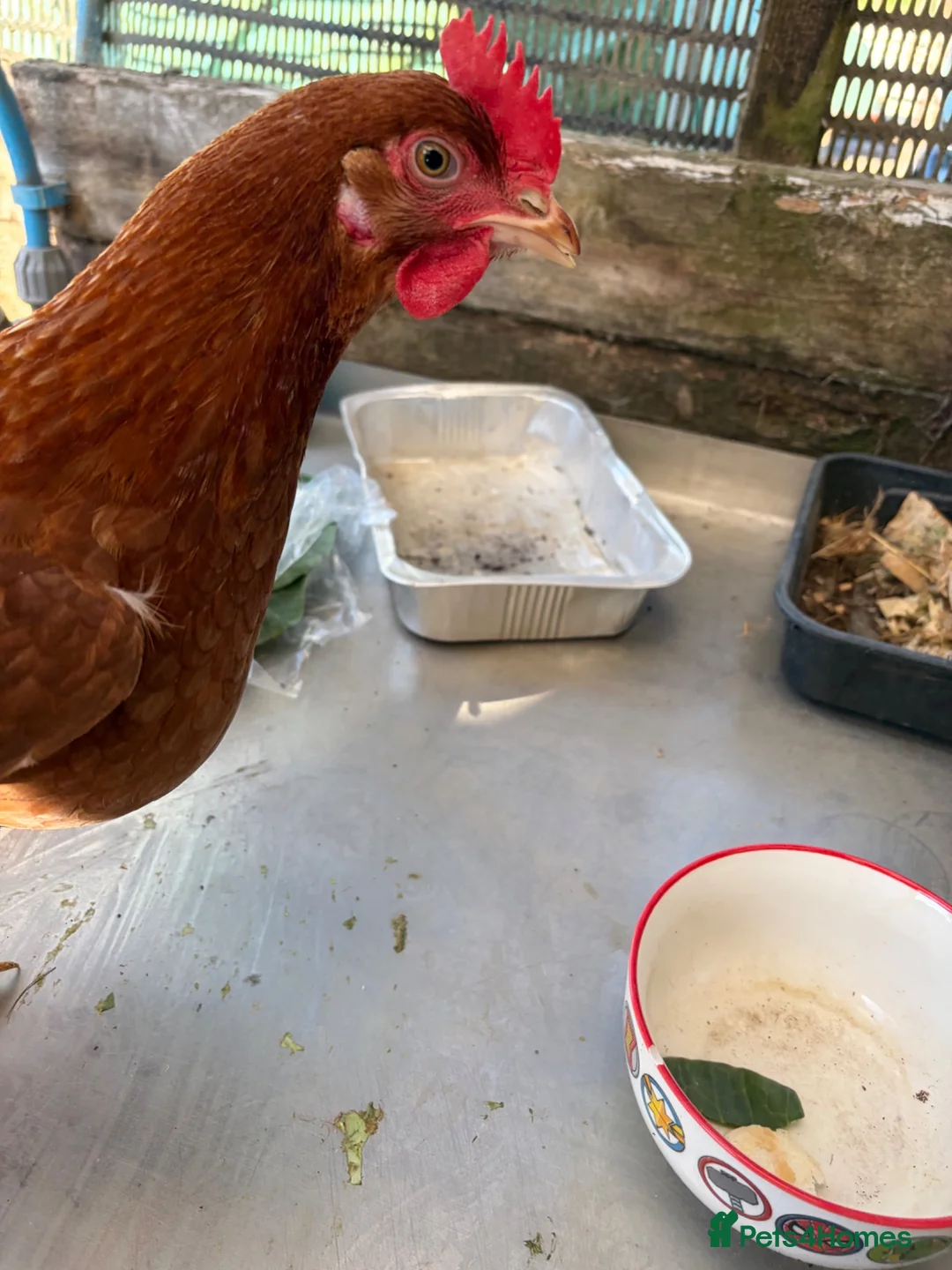 Chickens poultry for sale: Point of lay chickens  - Advert 2