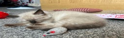 Ragdoll cats for sale: GCCF Ragdoll seal kittens, only 2 boys left - Advert 29