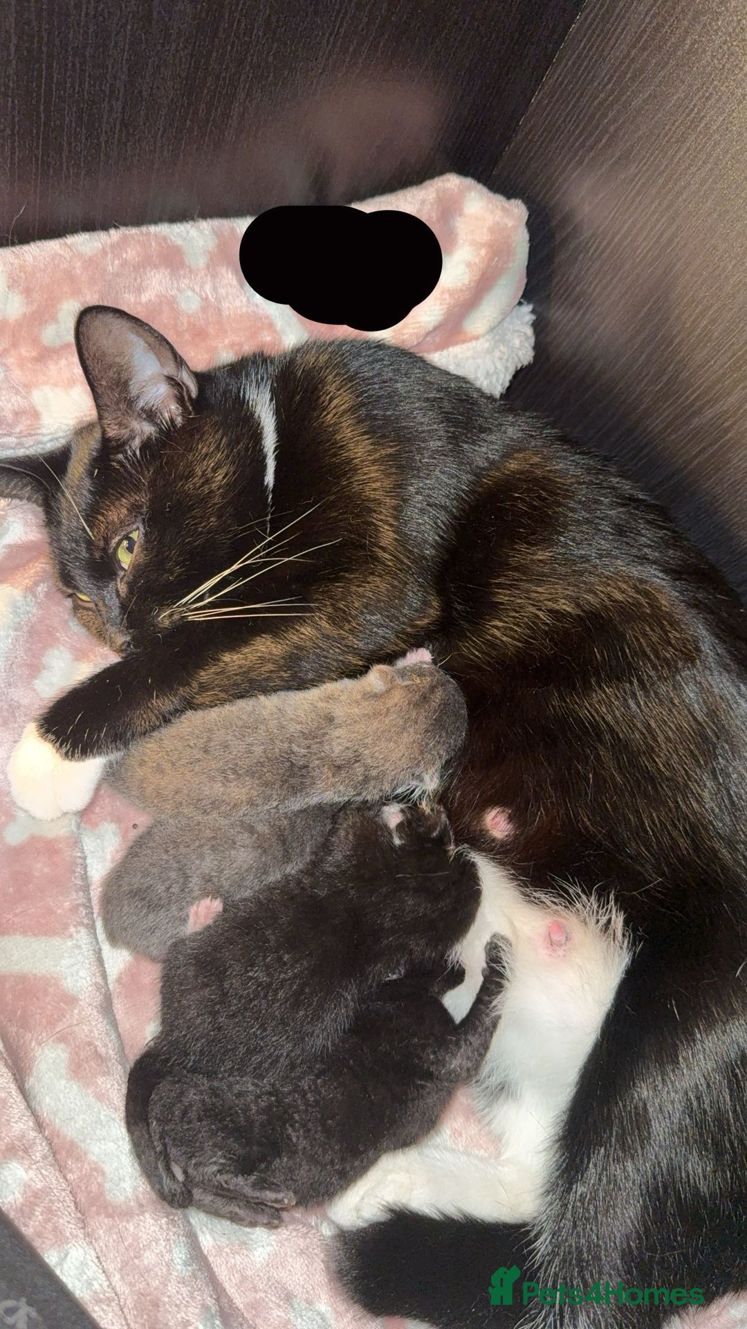 Bombay cats for sale: 4 beautiful kittens  - Advert 1