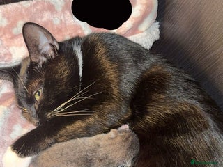 Bombay cats 4 beautiful kittens - Advert 11