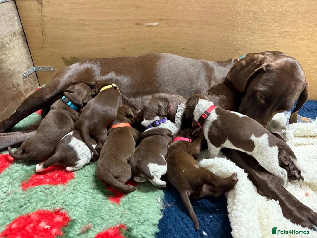 German Shorthaired Pointer dogs for sale: KC registered German Shorthaired Pointers - Advert 1