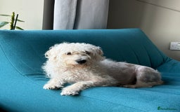 Cockapoo dogs for sale: Poodle mixed dog - Image 10