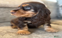 Cocker Spaniel dogs for sale: BEAUTIFUL SHOW TYPE COCKER SPANIELS  - Image 33