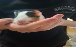 Guinea Pig rodents for sale: 2 12 week old bonded female guinea pigs with cage - Image 5