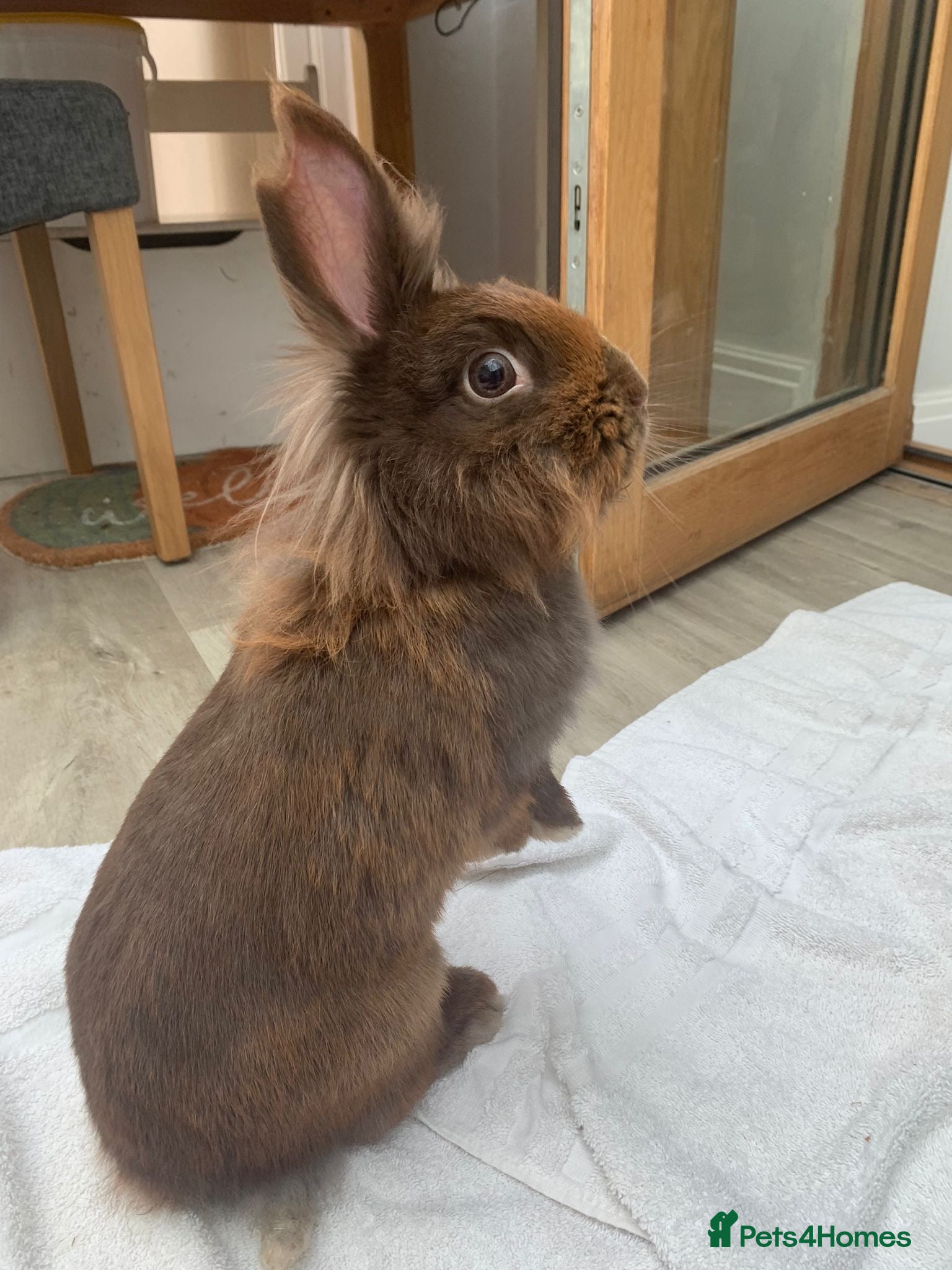 Mini Lion Lop rabbits Beautiful Mini Lion Lop for Adoption - Advert 7