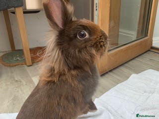 Mini Lion Lop rabbits Beautiful Mini Lion Lop for Adoption - Advert 8