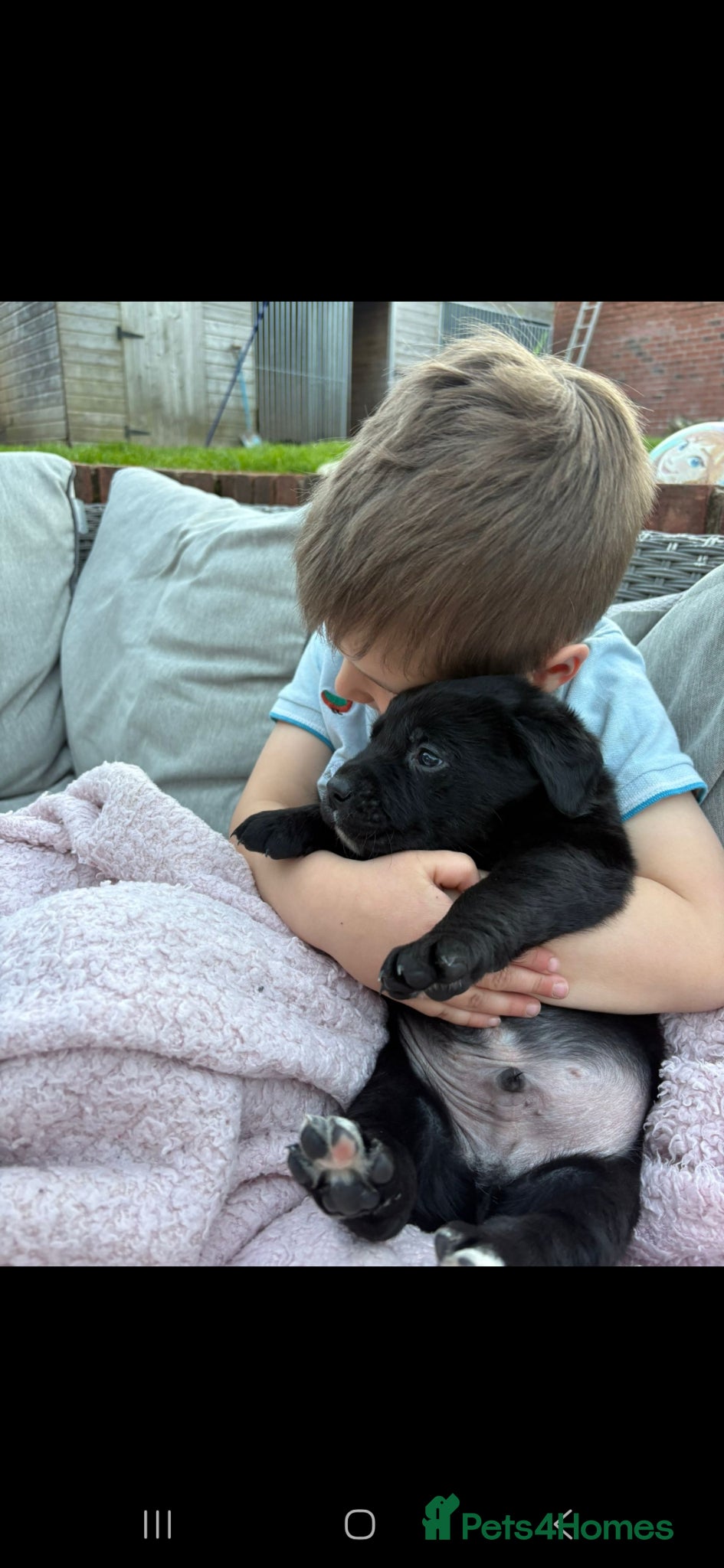 Mixed Breed dogs Labernese F1 Puppies - Advert 2