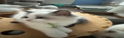 Ragdoll cats for sale: Pure breed GCCF Reg kittens - Advert 26