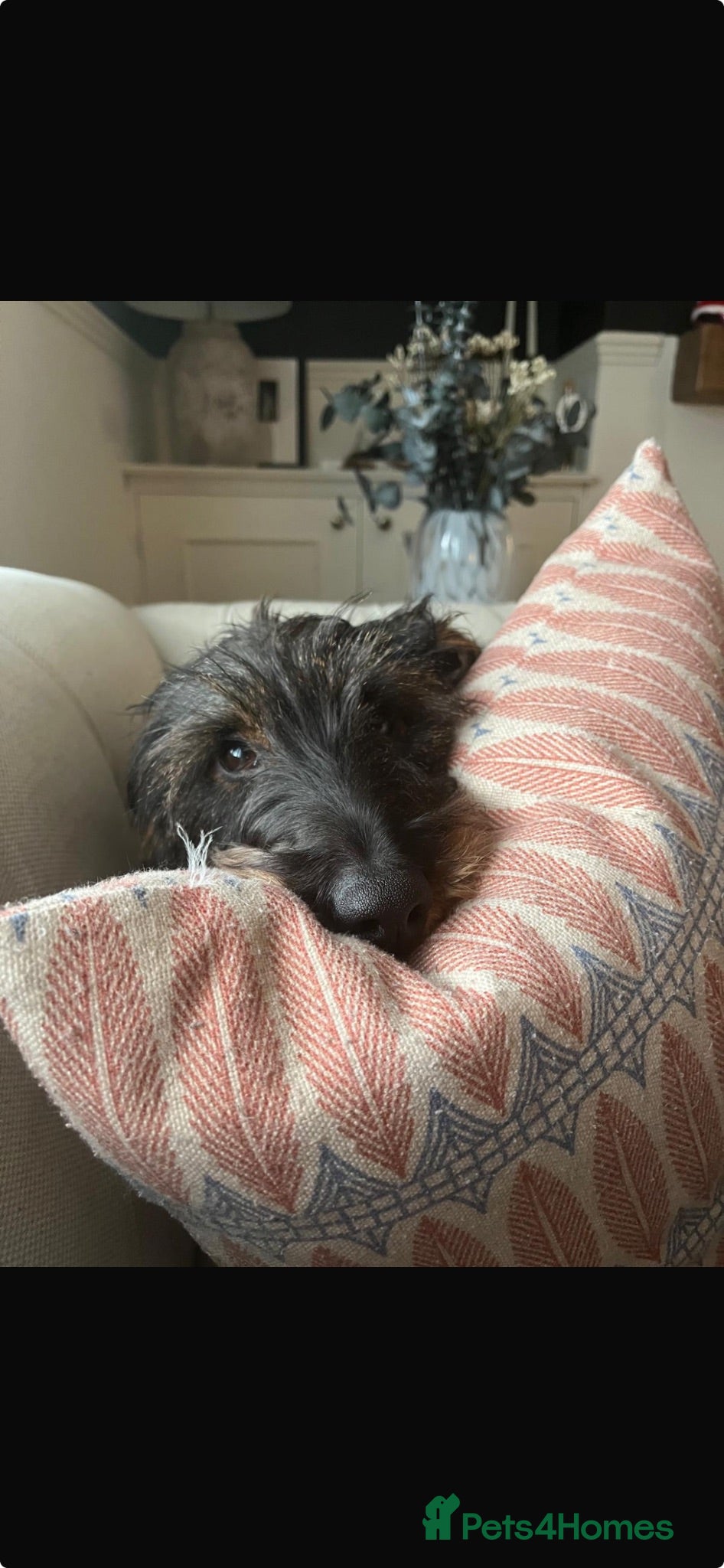 Dachshund dogs Wire-haired Dachshund Frank  - Advert 18