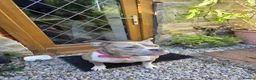 Mixed Breed dogs for sale: Maya - Staffy / Pocket Bully cross female in Keighley - Advert 1