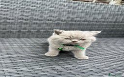 British Shorthair cats for sale: British shorthair kittens - Image 4