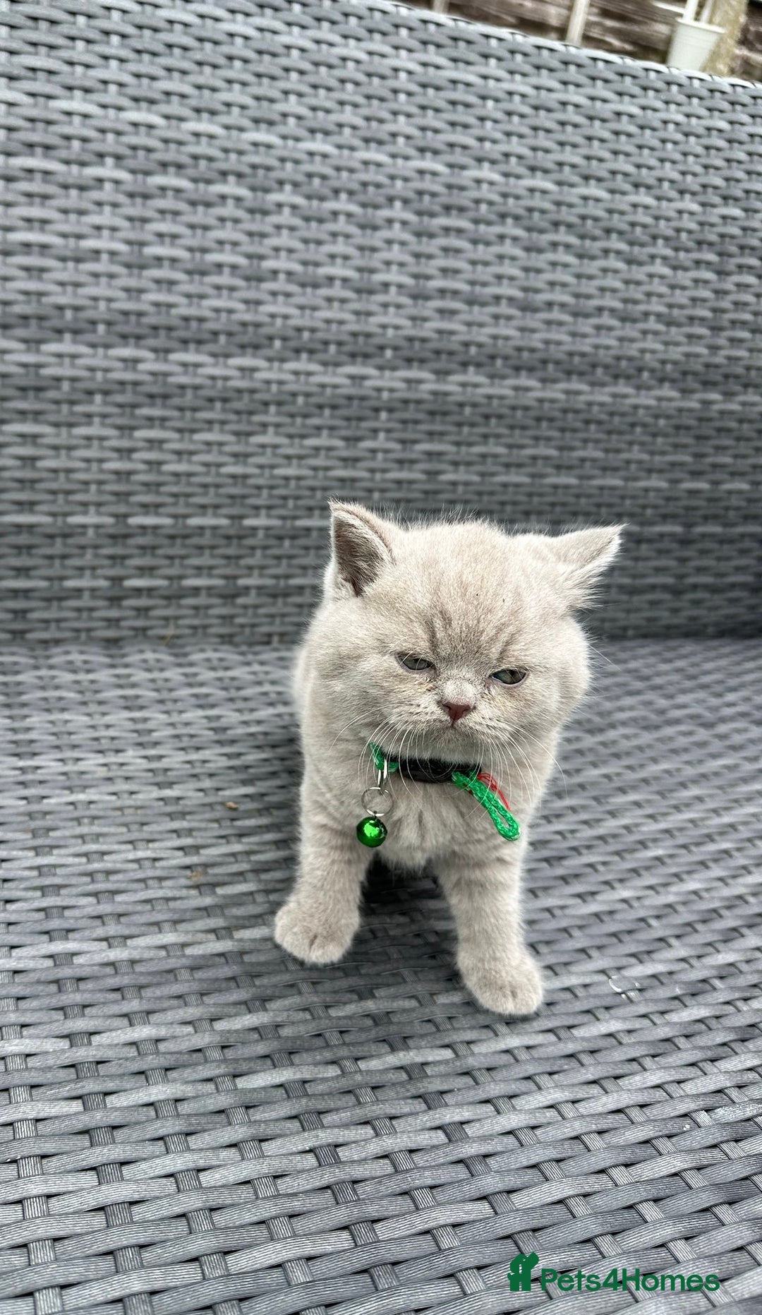 British Shorthair cats for sale: British shorthair kittens - Image 4