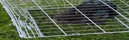 Chickens poultry for sale: Pair of brahmas - Advert 12