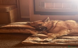 Mixed Breed dogs for sale: Shepherd x Akita - Image 7