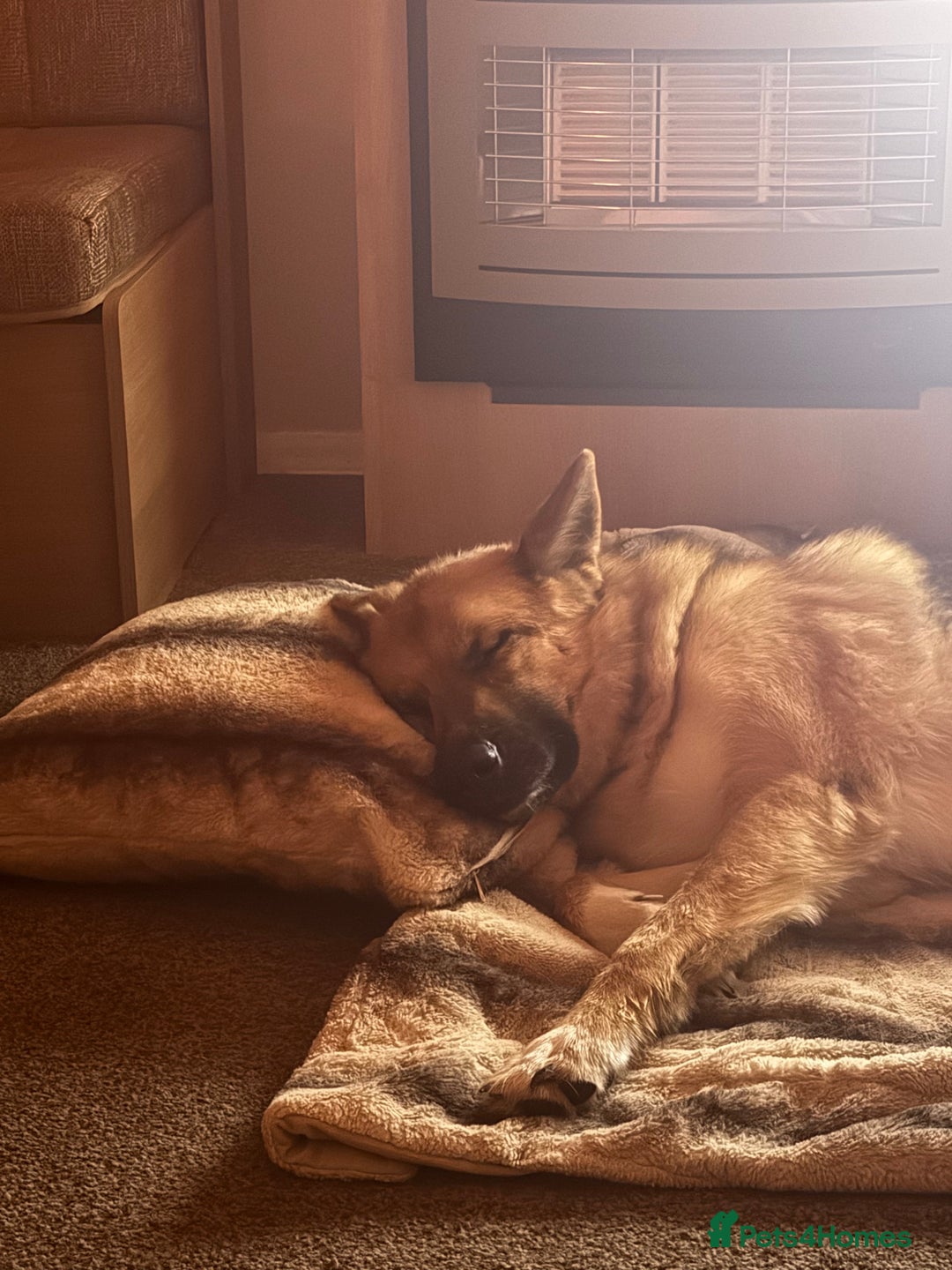 Mixed Breed dogs for sale: Shepherd x Akita - Image 7