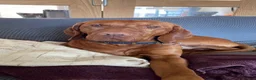 Hungarian Vizsla dogs for stud: Max is a purebred Hungarian vizsla  in Uckfield - Advert 3