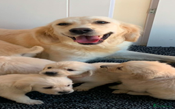Golden Retriever dogs for sale: Fabulous golden retriever puppies  - Image 30