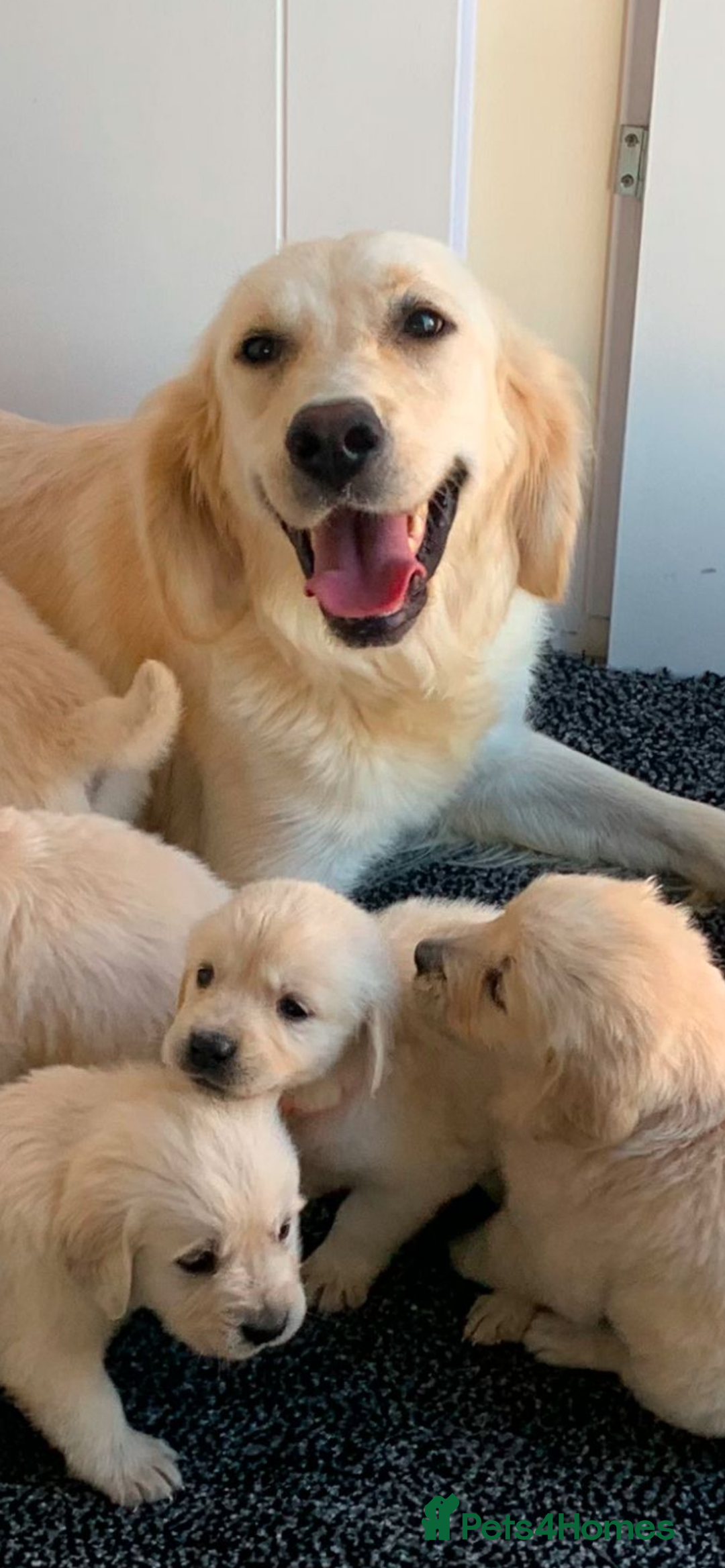 Golden Retriever dogs for sale: Fabulous golden retriever puppies  - Image 30