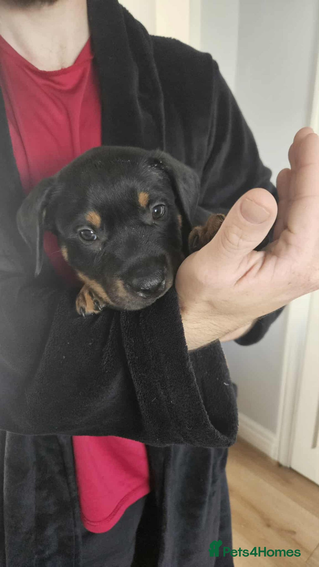 Mixed Breed dogs for sale: Rottweiler x American Staffy Puppies - Image 12