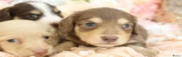Miniature Dachshund dogs for sale: KC Longhair Miniature Dachshund Puppies in Wisbech - Advert 5